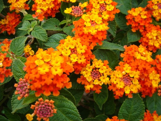 Lantana camara orange